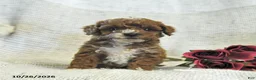 Cockapoo dogs for sale: Candy - Ad 4