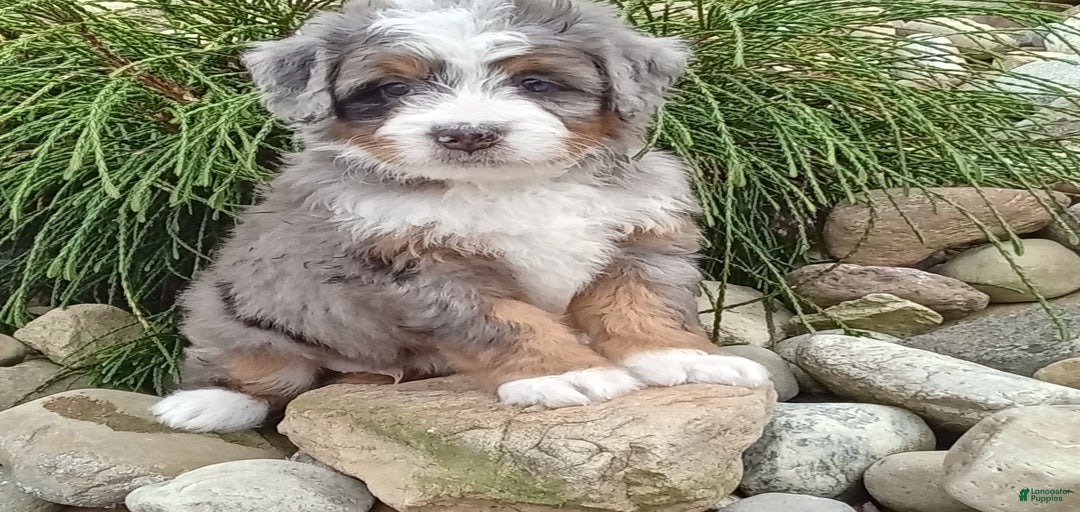 Gallery Image {{count}}