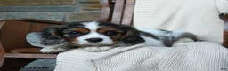 Cavalier King Charles Spaniel dogs for sale: Kentucky - Ad 2