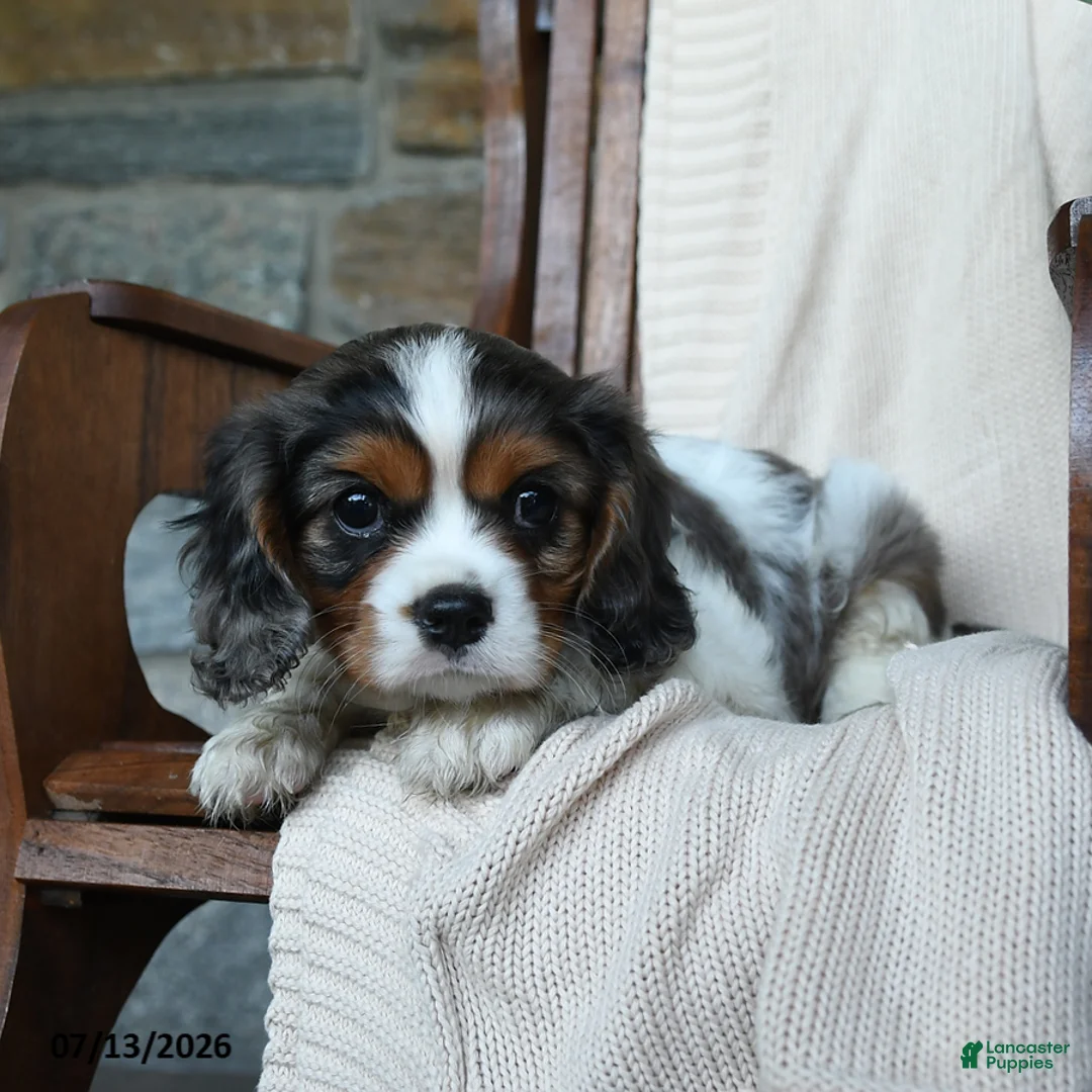 Cavalier King Charles Spaniel dogs for sale: Kentucky - Ad 2