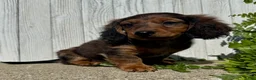 Miniature Dachshund dogs for sale: Jasmine - Ad 4