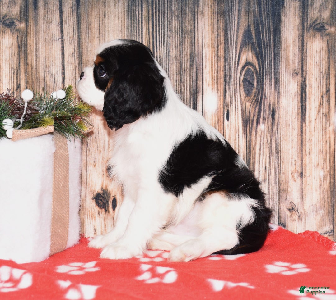 Cavalier King Charles Spaniel dogs for sale: Augie - Ad 4