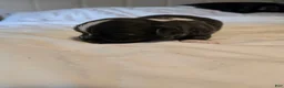 Chihuahua dogs for sale: Jazz - Ad 6