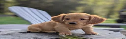 Dachshund dogs for sale: Copper - Ad 7