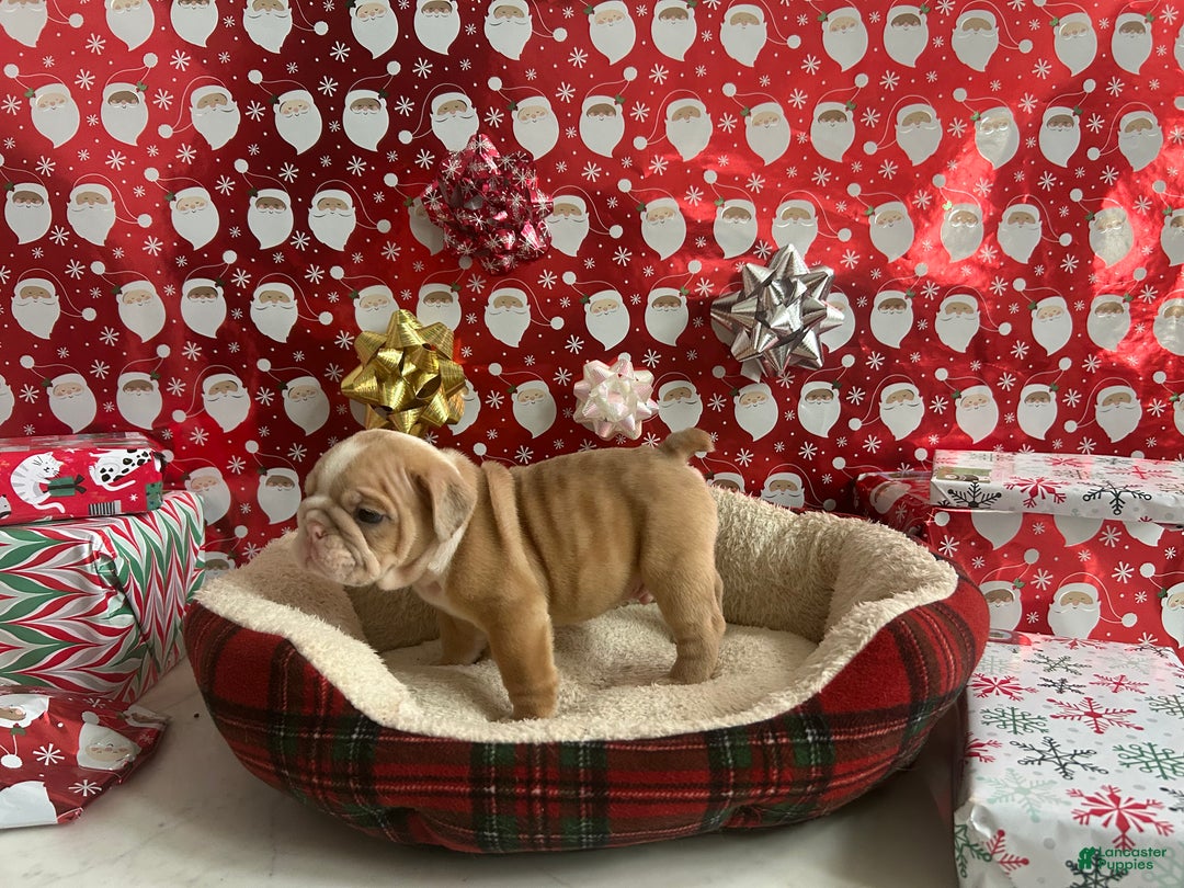 English Bulldog dogs for sale: Ace - Ad 1