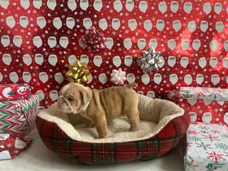 English Bulldog dogs Ace - Ad 18