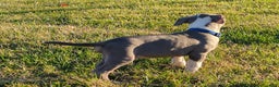 American Bully dogs for sale: Classic  - Ad 3