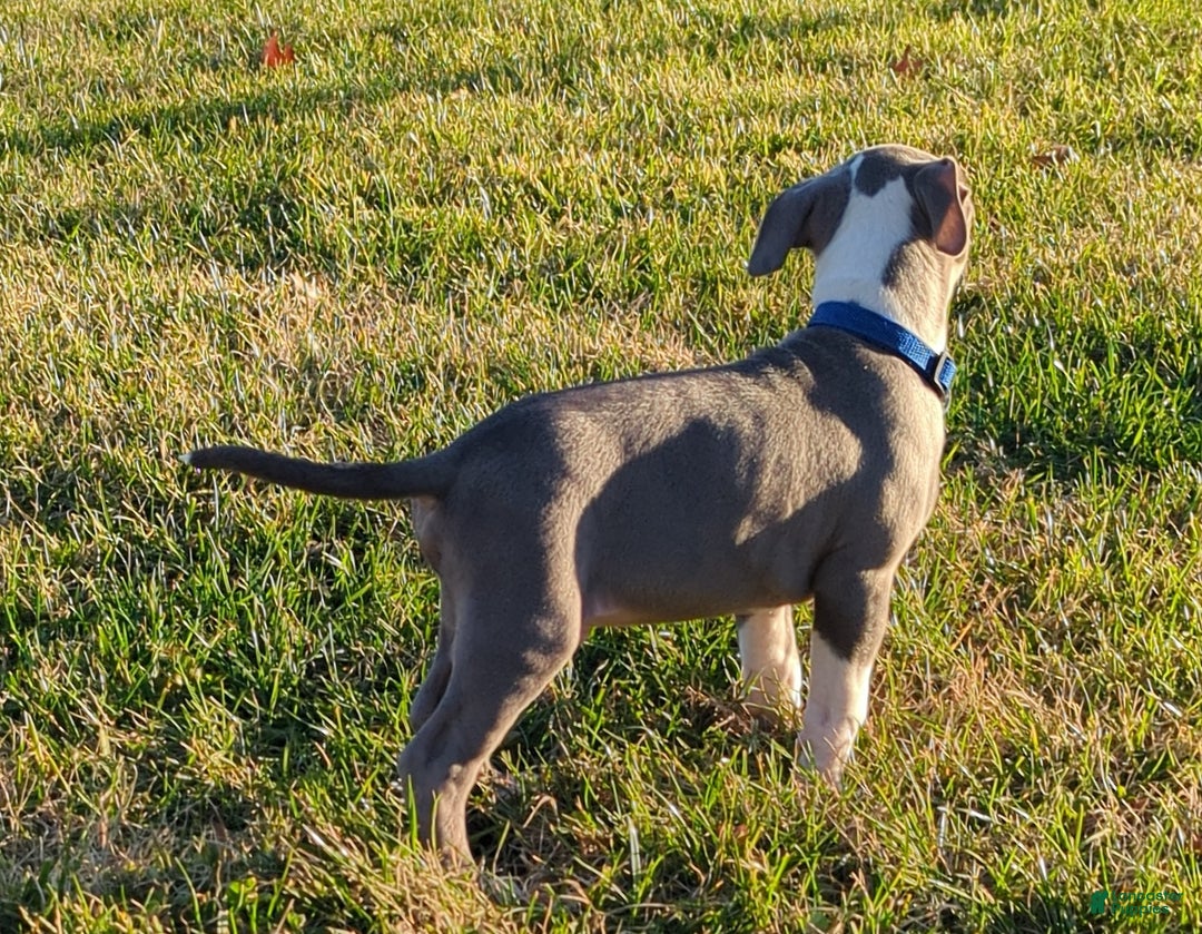 American Bully dogs for sale: Classic  - Ad 3