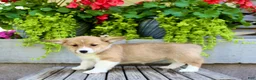 Welsh Corgi Pembroke dogs for sale: Roxy - Ad 4