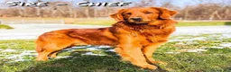 Golden Retriever dogs for sale: Yukon - Ad 11
