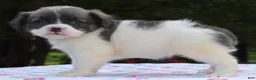Mixed Breed dogs for sale: Zoey blue pied fluffy  - Ad 28