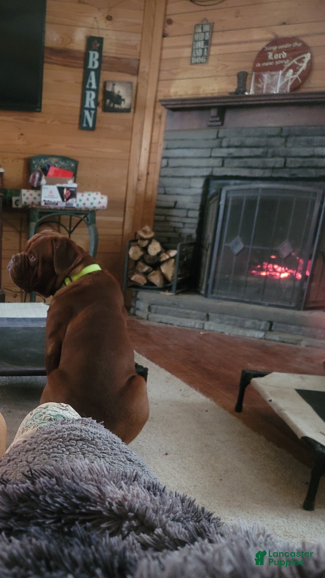 Dogue De Bordeaux dogs for sale: Dogue De Bordeaux Puppy 1 - Ad 6