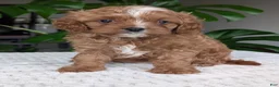 Cavapoo dogs for sale: Myles - Ad 9