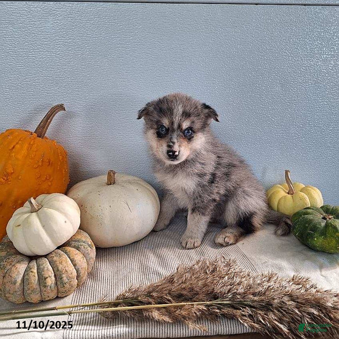 Pomsky dogs for sale: Dax - Ad 5