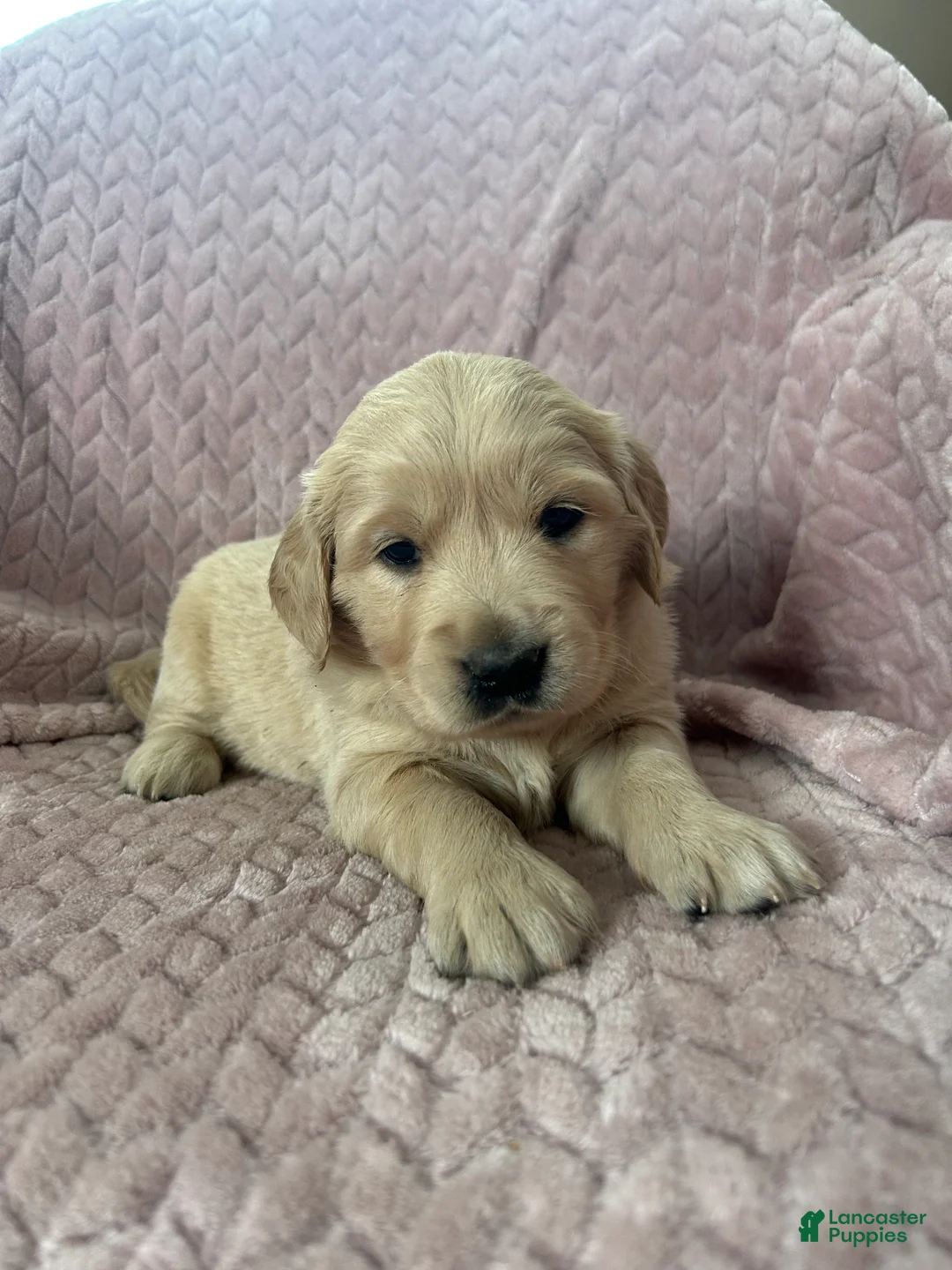 Golden Retriever dogs for sale: Poptart - Ad 1