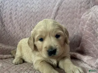 Golden Retriever dogs Poptart - Ad 5