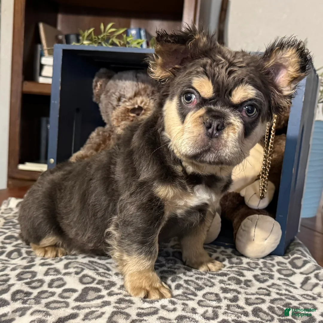 French Bulldog dogs for sale: Envy - Ad 1