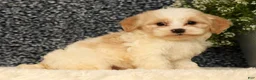 Havapoo dogs for sale: Sawyer - Ad 6