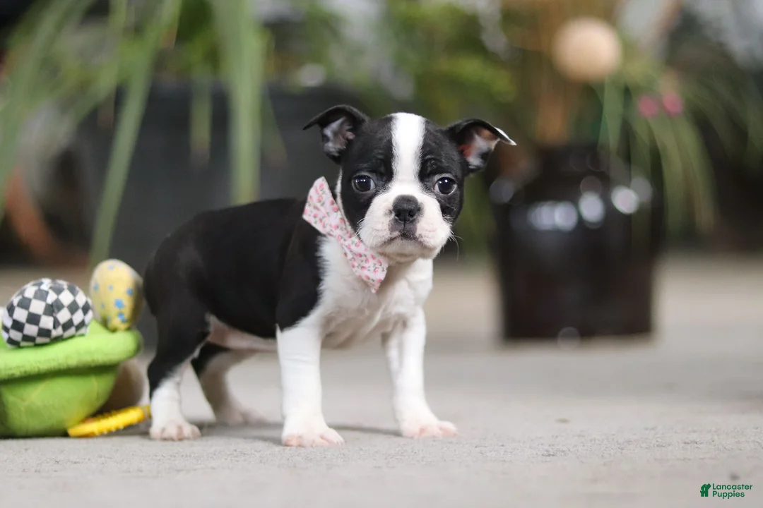 Boston Terrier dogs for sale: Shannon - Ad 4