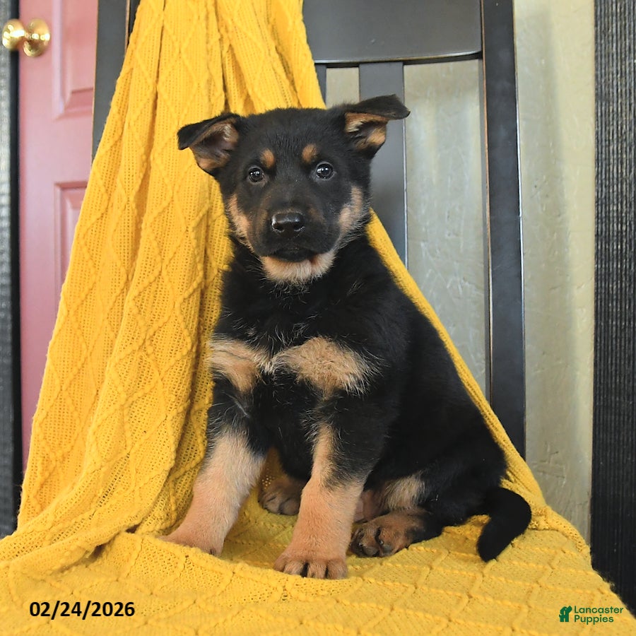 German Shepherd dogs Gypsy - Ad 1