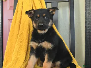 German Shepherd dogs for sale: Gypsy - Ad 4