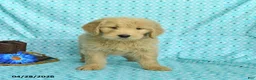 Goldendoodle dogs for sale: Megan - Ad 3