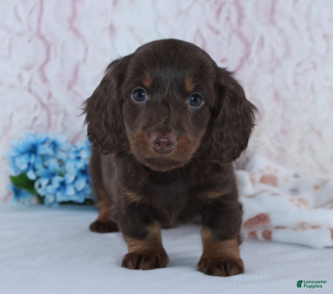 Miniature Dachshund dogs for sale: Anson - Ad 2
