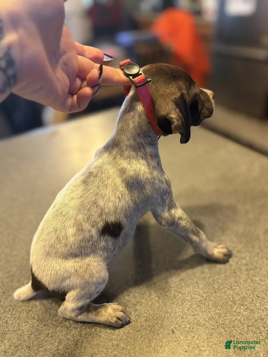 German Shorthaired Pointer dogs for sale: Rosie - Ad 2