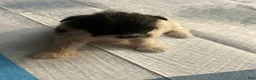 Mixed Breed dogs for sale: Mixed Breed 5 - Ad 2