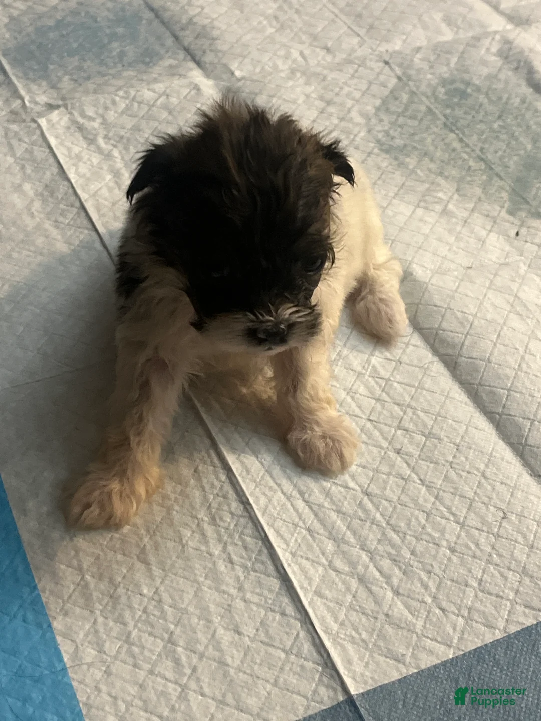 Mixed Breed dogs for sale: Mixed Breed 5 - Ad 2