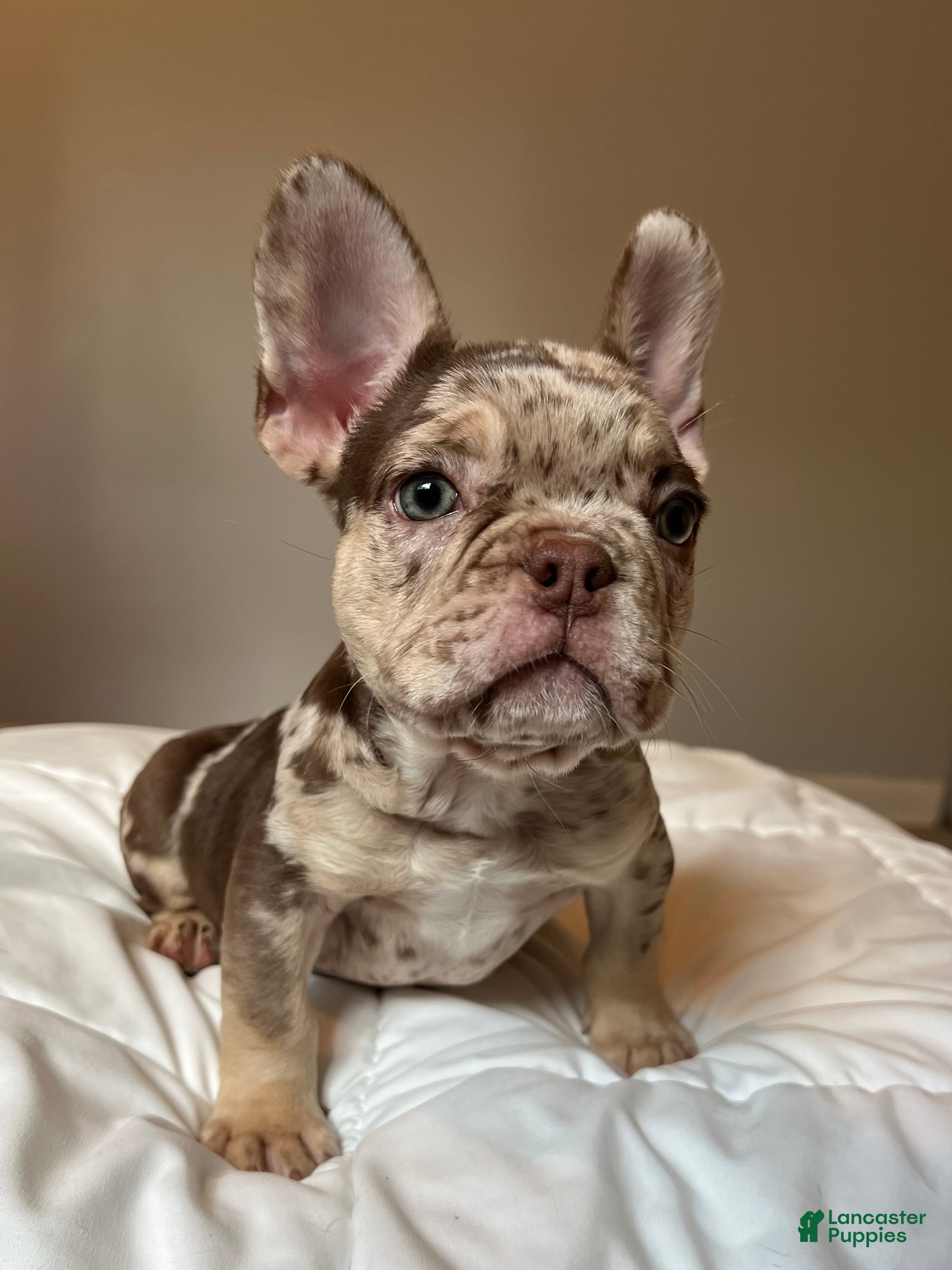 French Bulldog dogs Buddy - Ad 21