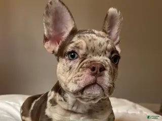 French Bulldog dogs Buddy - Ad 21