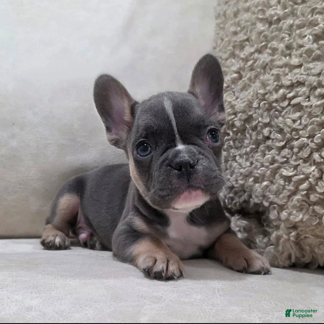 French Bulldog dogs for sale: Finn - Ad 5