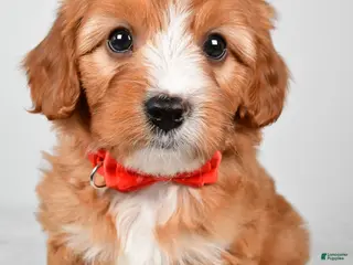 Cavapoo dogs for sale: Riley - Ad 1