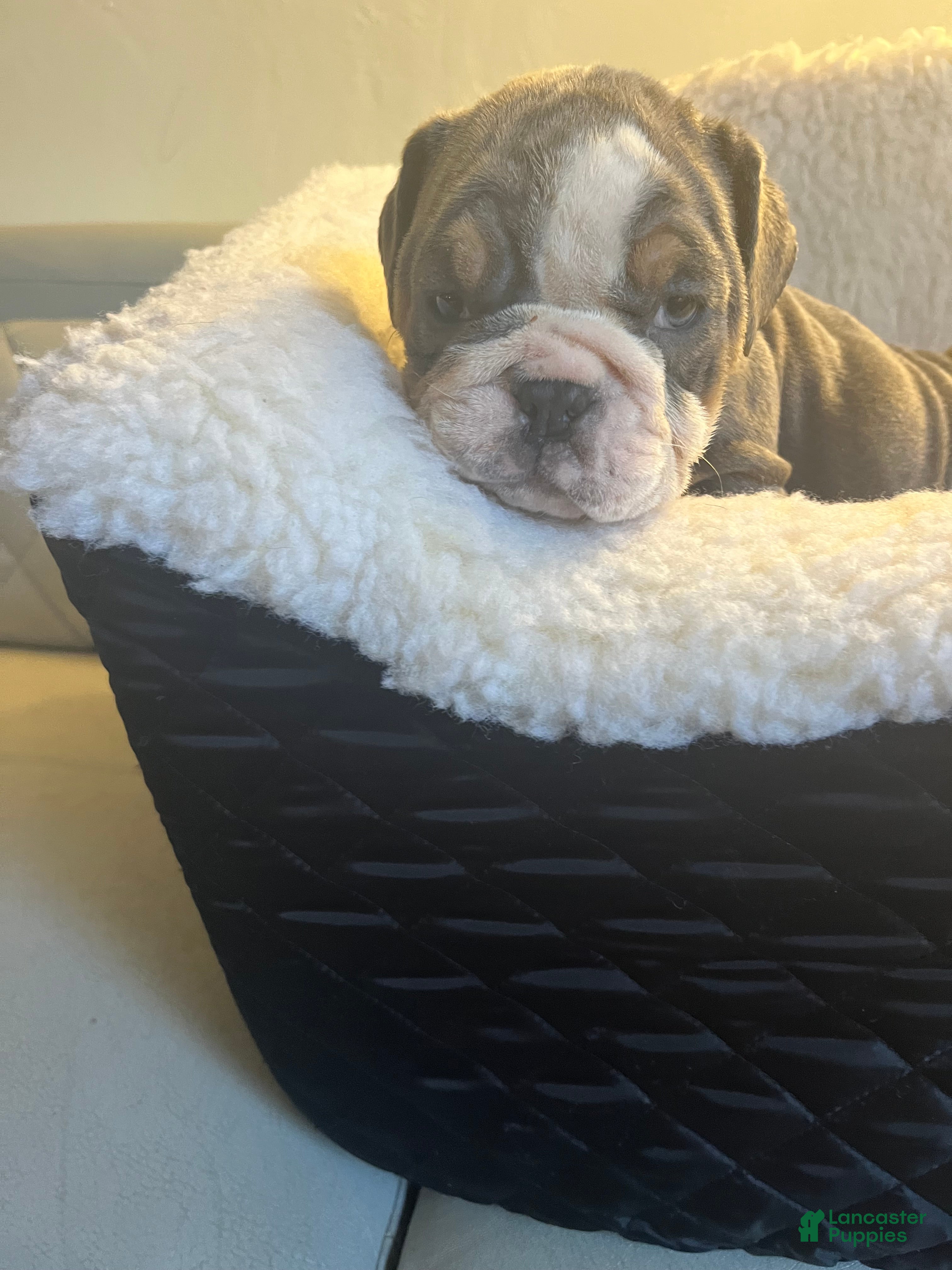 English Bulldog dogs English Bulldog Puppy 2 - Ad 38