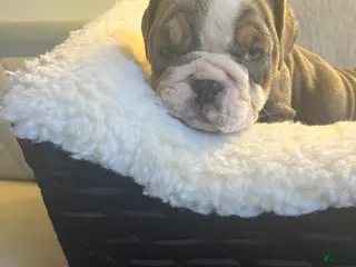 English Bulldog dogs English Bulldog Puppy 2 - Ad 38