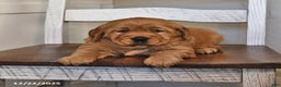 Golden Retriever dogs for sale: Adorable Addie - Ad 4