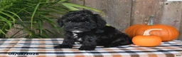 Havapoo dogs for sale: Rocky - Ad 2