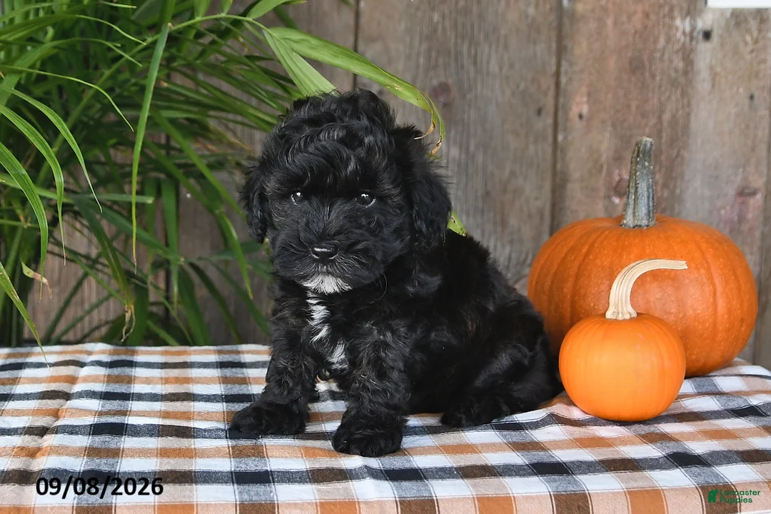 Havapoo dogs for sale: Rocky - Ad 2