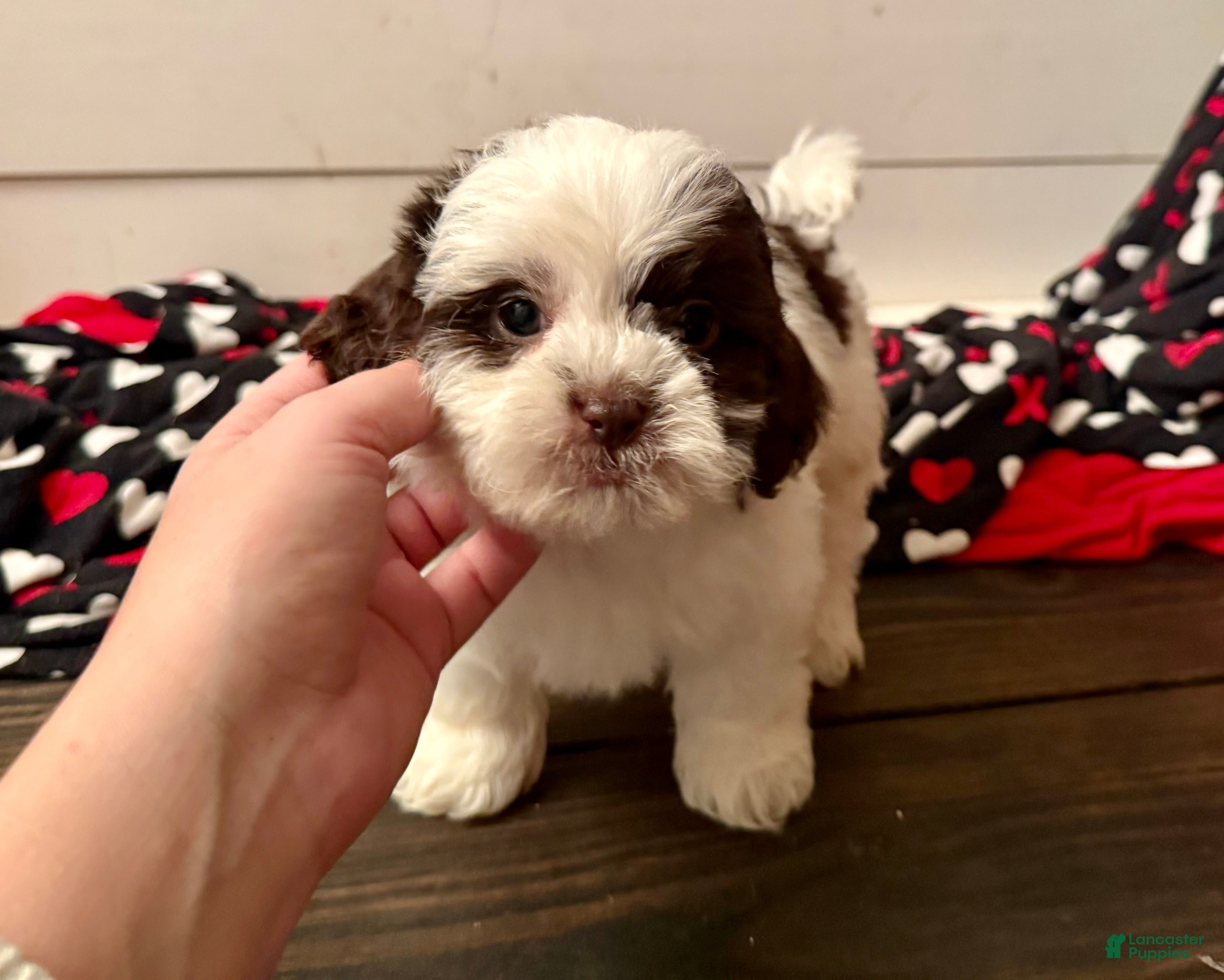 Shihpoo dogs Oliver  - Ad 13