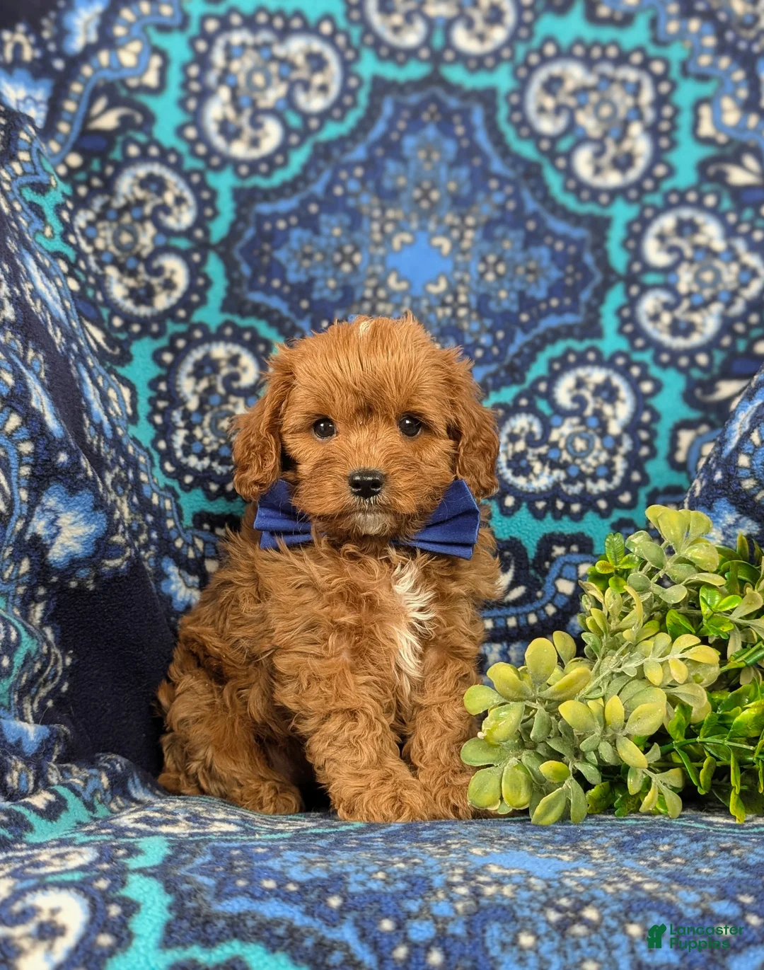 Cavapoo dogs for sale: Everett - Ad 3