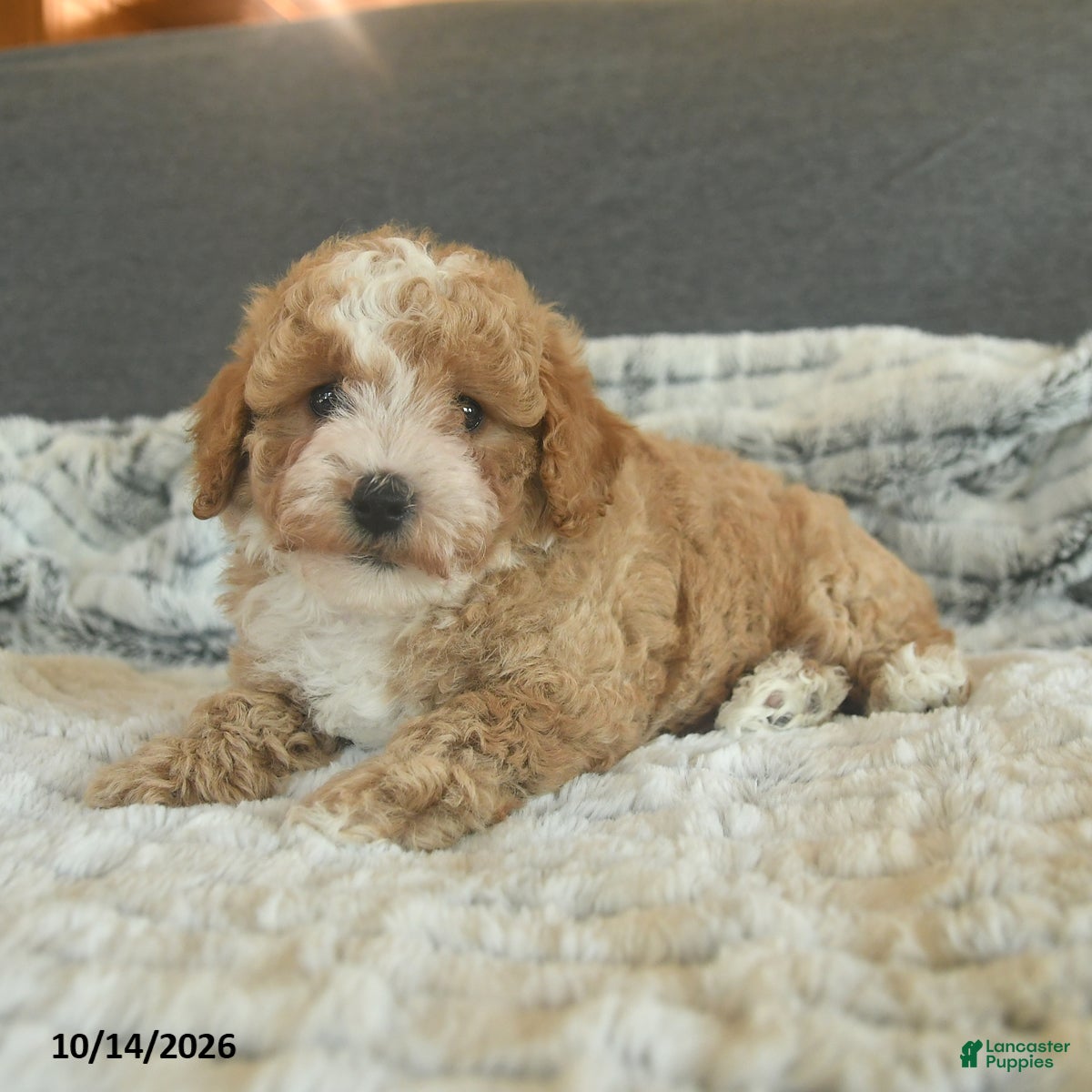 Toy Poodle dogs Yolo - Ad 1