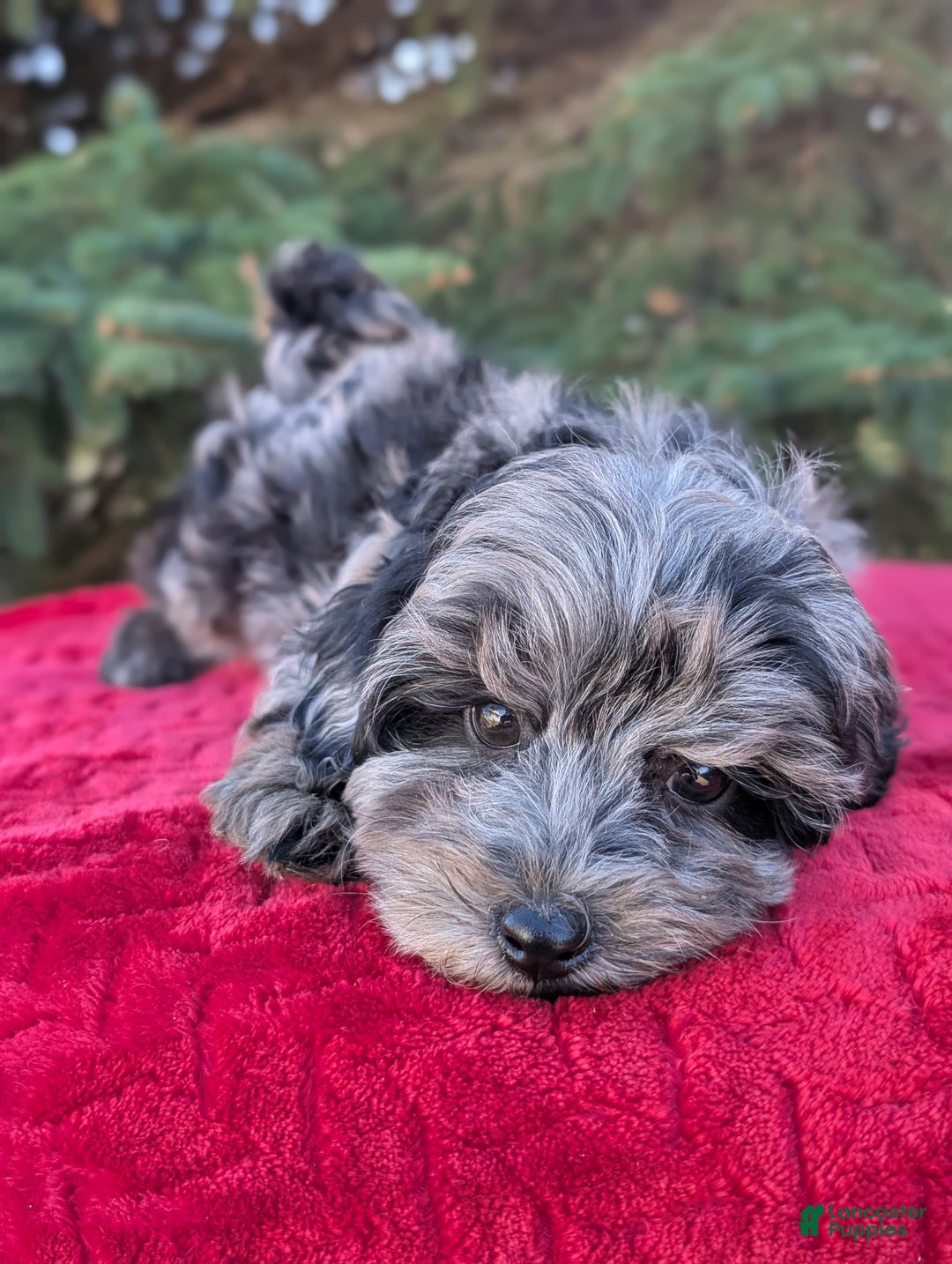 Shihpoo dogs for sale: Whiskey  - Ad 3