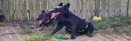 German Shepherd dogs for sale: German Shepherd 1 - Ad 13