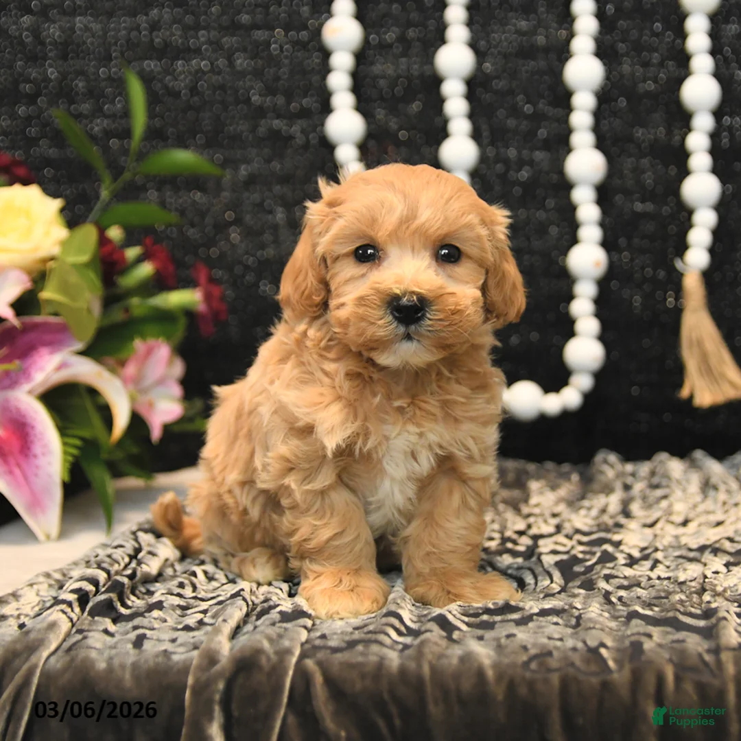 Maltipoo dogs for sale: Toffee - Ad 5