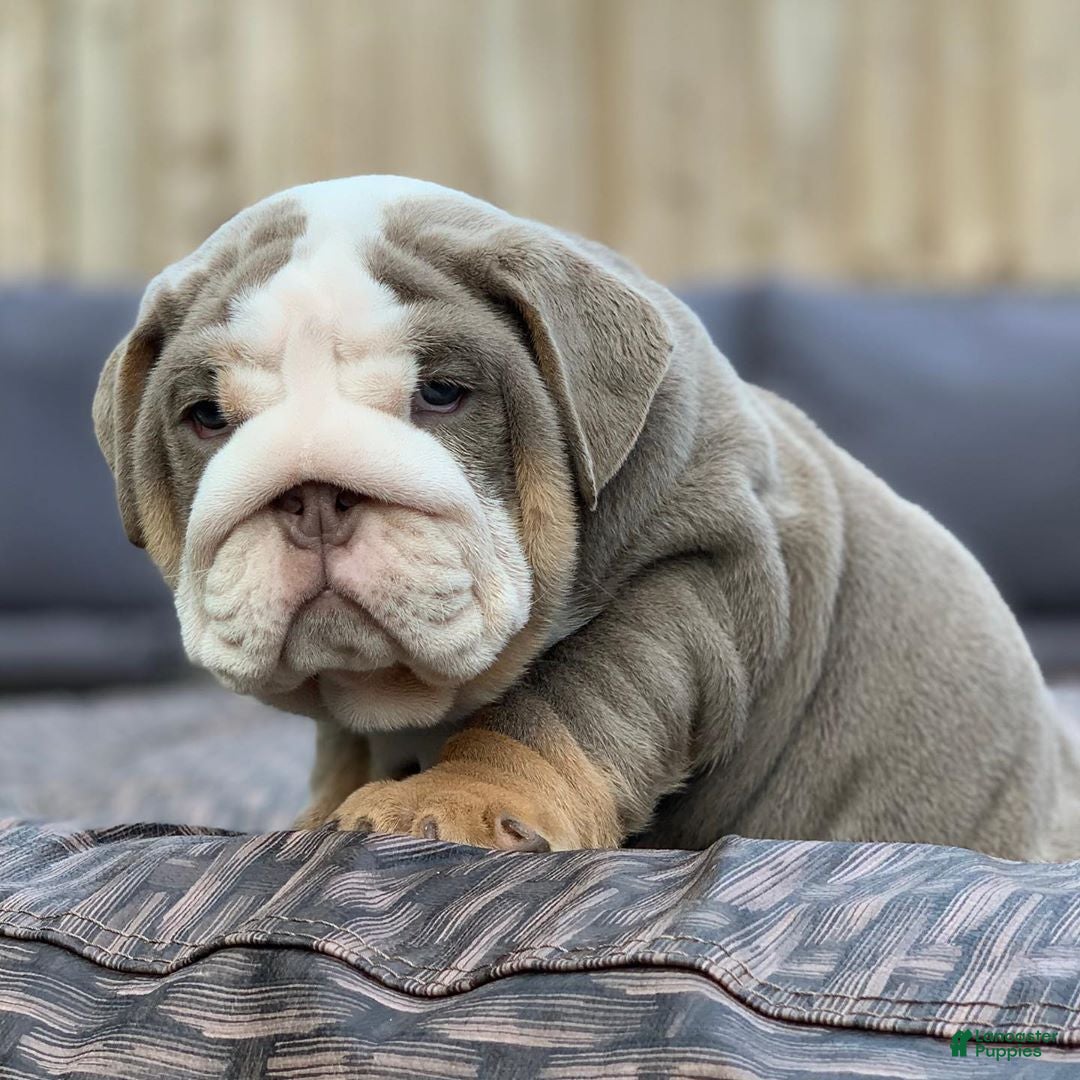 English Bulldog dogs for sale: English Bulldog 1 - Ad 4