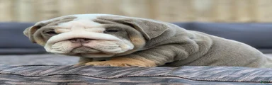 English Bulldog 1
