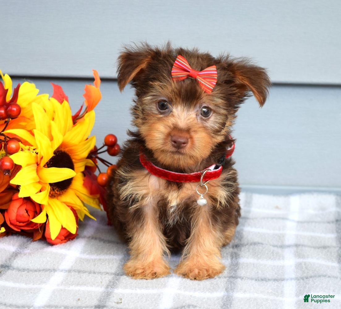 Yorkshire Terrier dogs Cassidy - Ad 2
