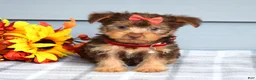 Yorkshire Terrier dogs for sale: Cassidy - Ad 2