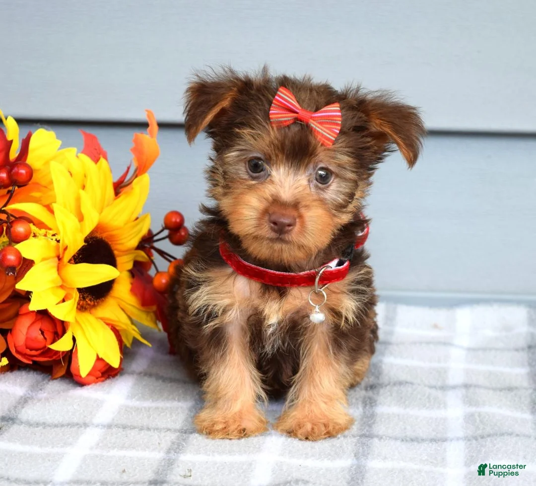 Yorkshire Terrier dogs for sale: Cassidy - Ad 2